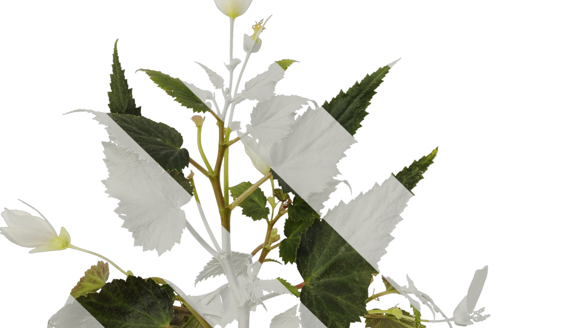 Anydrafts Begonia x tuberhybrida Atlas 01 Texture_5