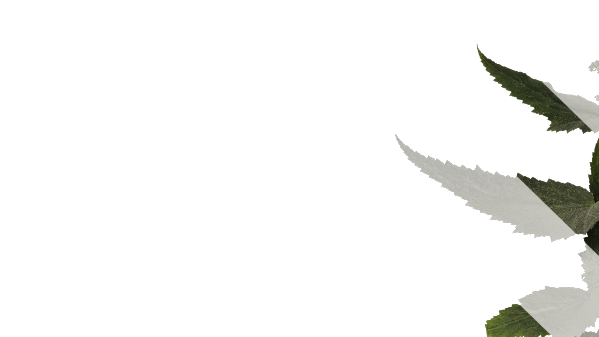 Anydrafts Begonia x tuberhybrida Atlas 01 Texture_1