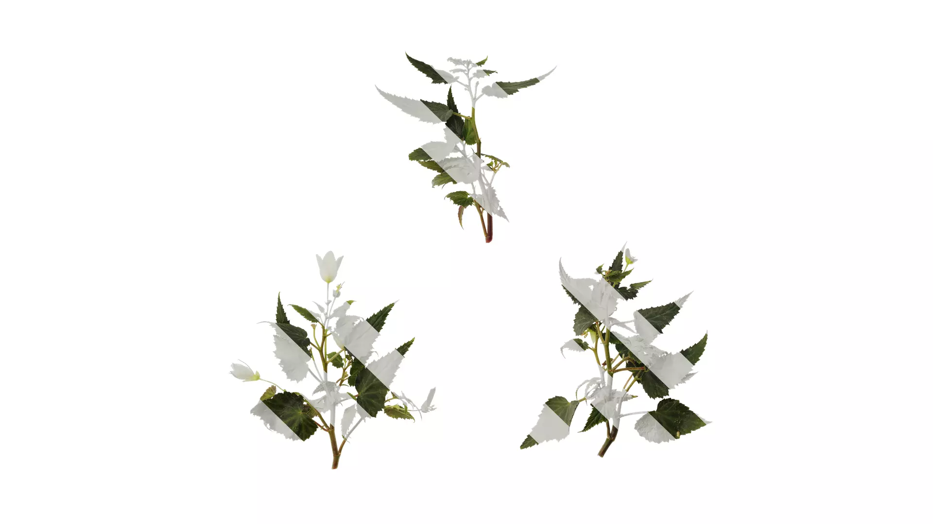 Anydrafts Begonia x tuberhybrida Atlas 01 Texture_0