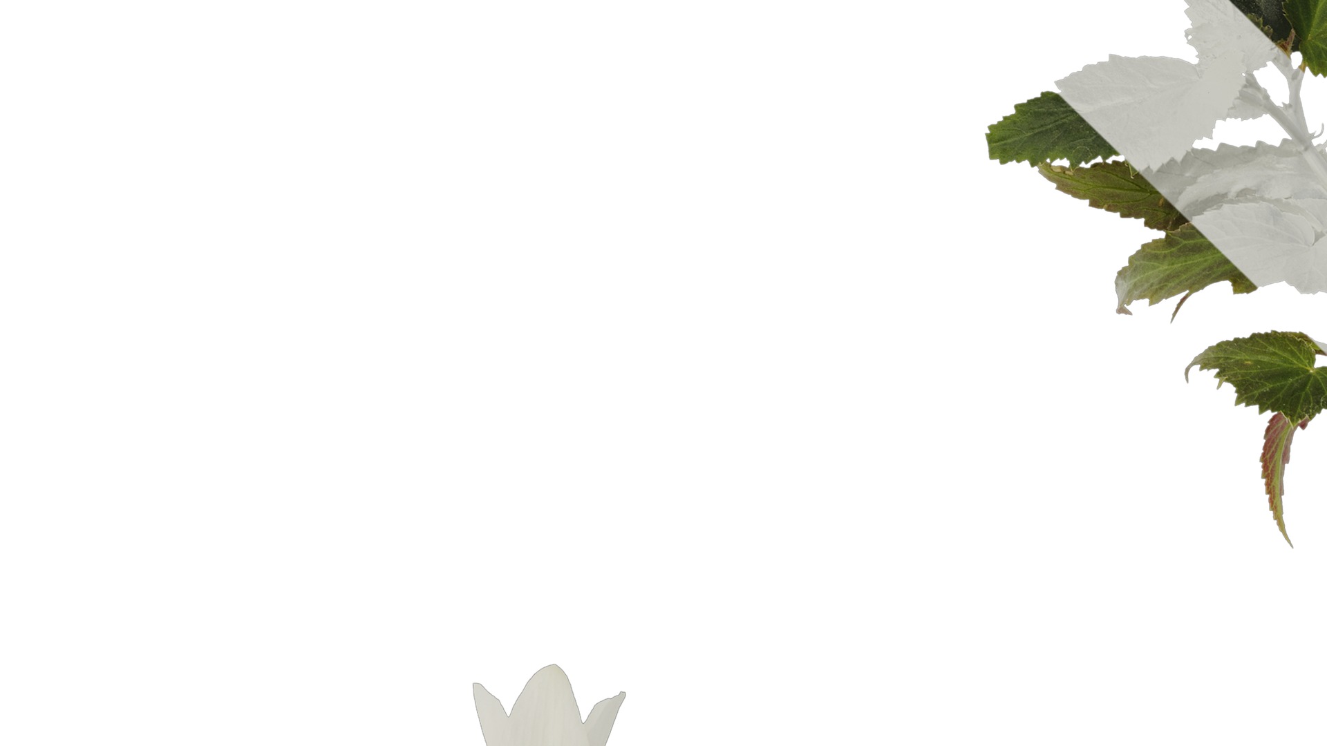 Anydrafts Begonia x tuberhybrida Atlas 01 Texture_3