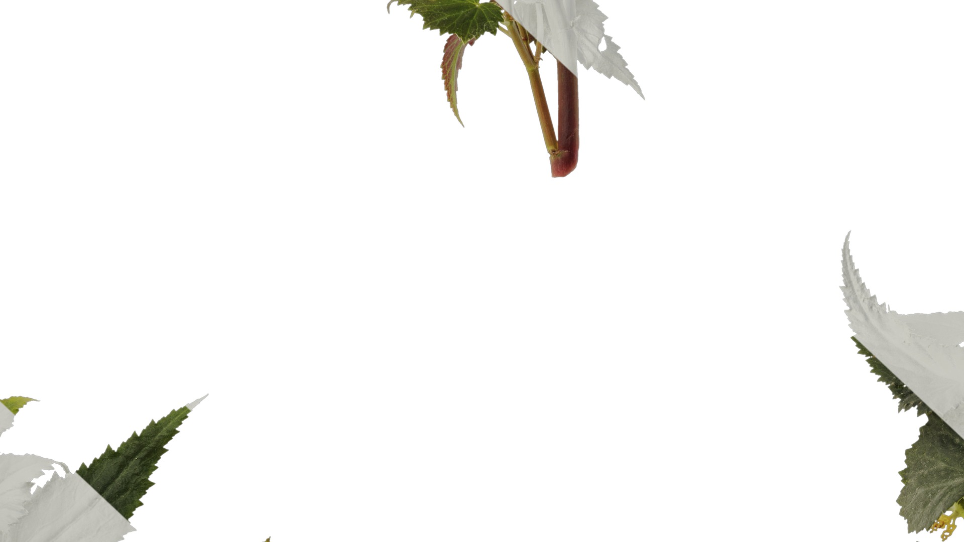 Anydrafts Begonia x tuberhybrida Atlas 01 Texture_7