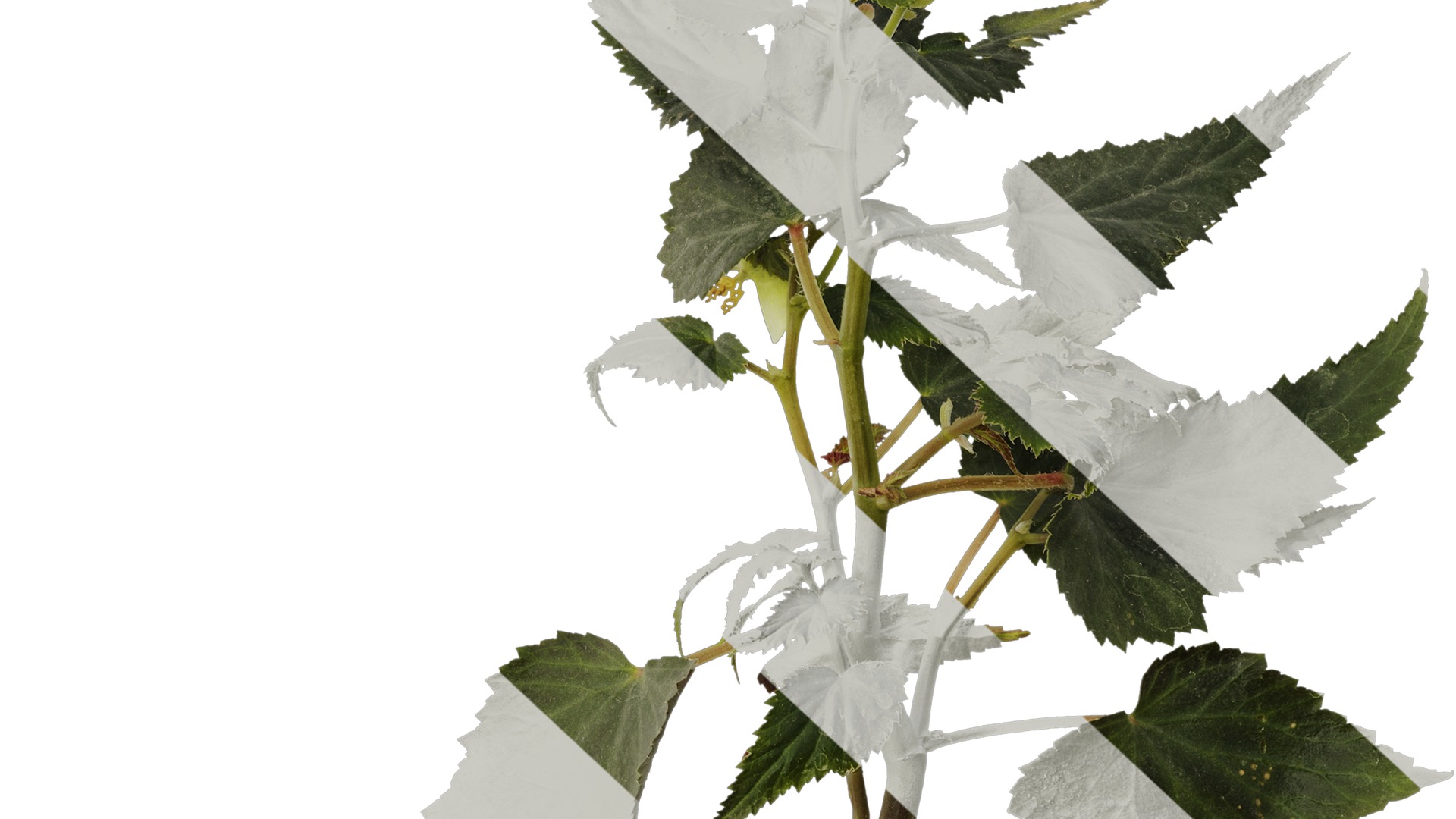 Anydrafts Begonia x tuberhybrida Atlas 01 Texture_6