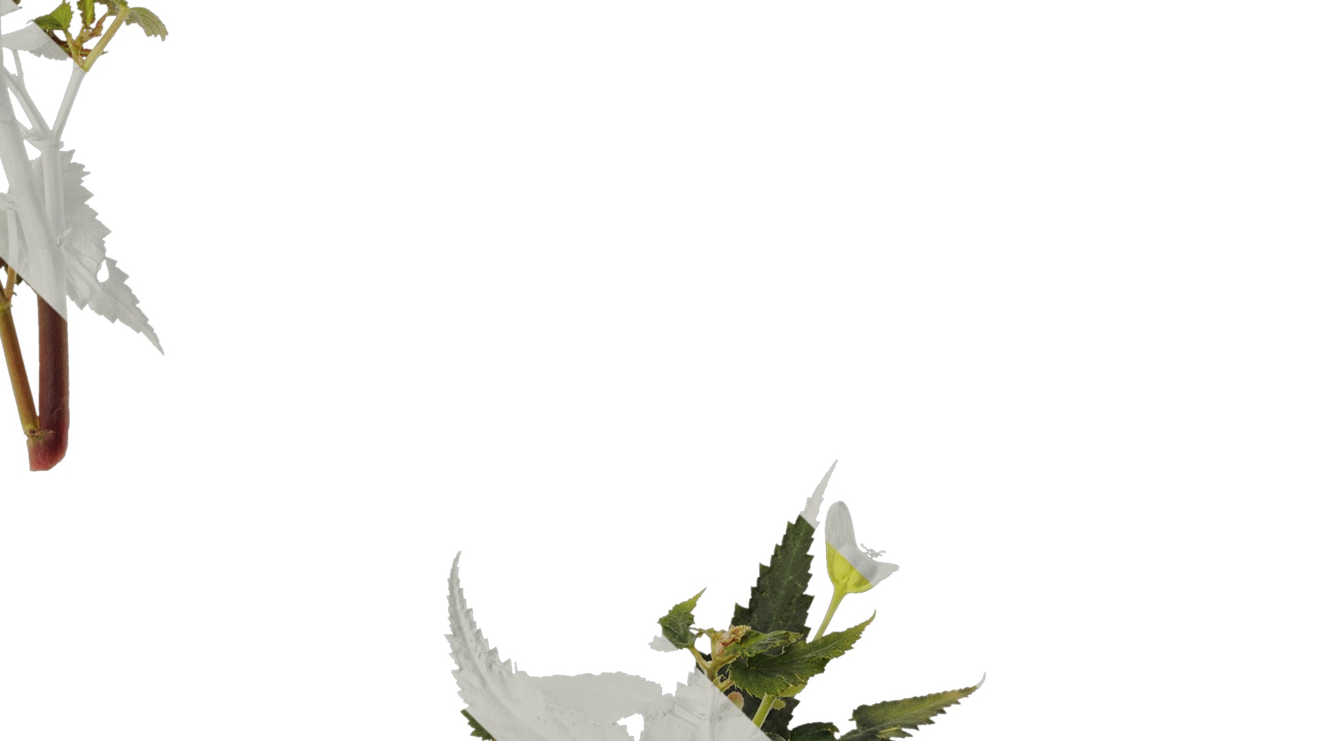 Anydrafts Begonia x tuberhybrida Atlas 01 Texture_4