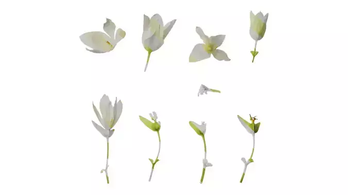 Anydrafts Begonia x tuberhybrida Flower 01