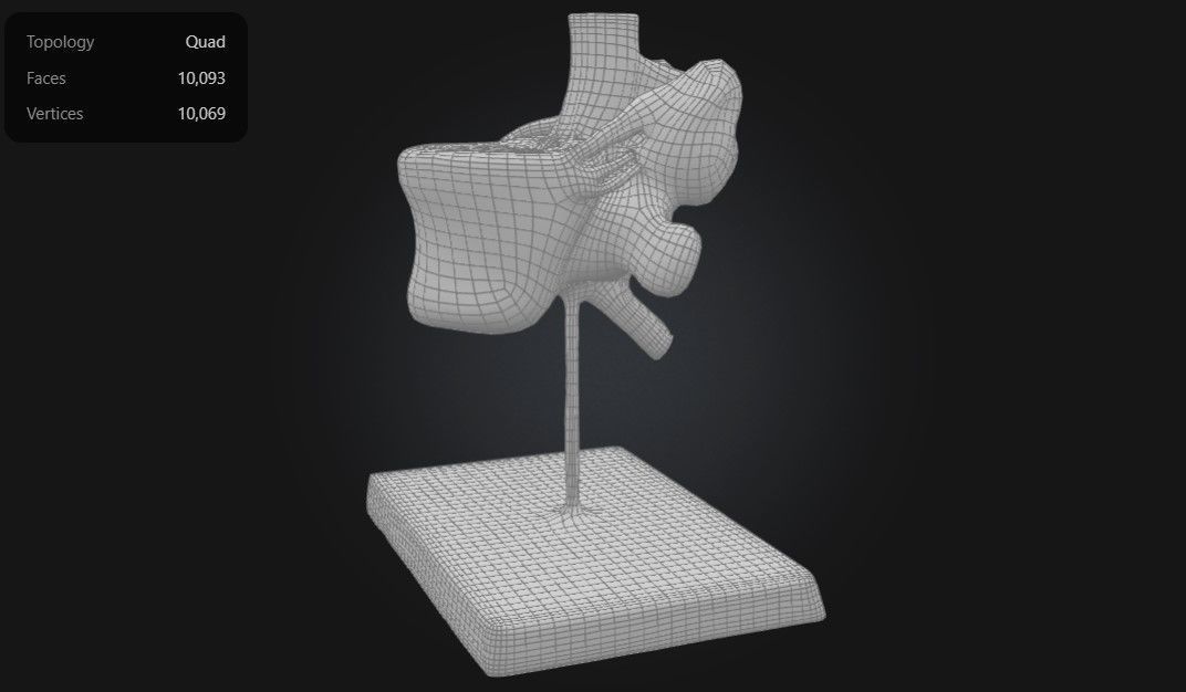 3D Model of Lumbar Vertebrae with Spinal Cord and Nerves 3D print model_4