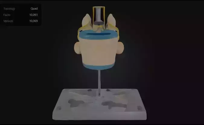 3D Model of Lumbar Vertebrae with Spinal Cord and Nerves 3D print model
