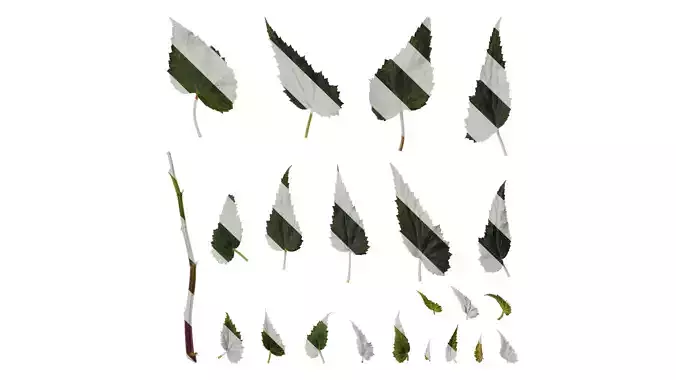 Anydrafts Begonia x tuberhybrida Leaf 01