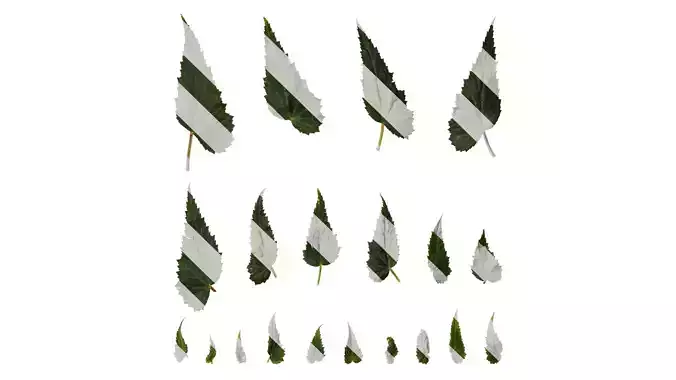 Anydrafts Begonia x tuberhybrida Leaf 02