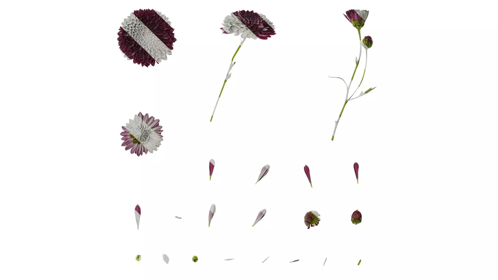 Anydrafts Bellis perennis Atlas 01 Texture