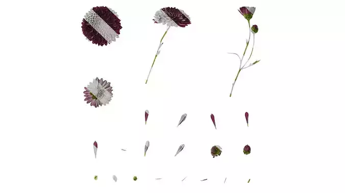 Anydrafts Bellis perennis Atlas 01