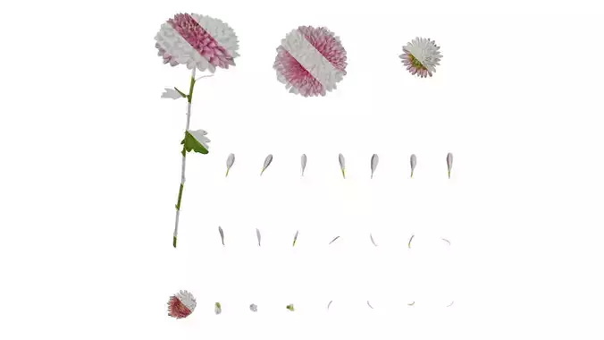 Anydrafts Bellis perennis Atlas 03