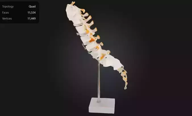 3D Model of Lumbar Vertebral Column Sacrum and Spinal Nerves 3D print model