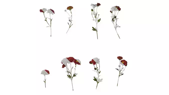 Anydrafts Bellis perennis Atlas 21