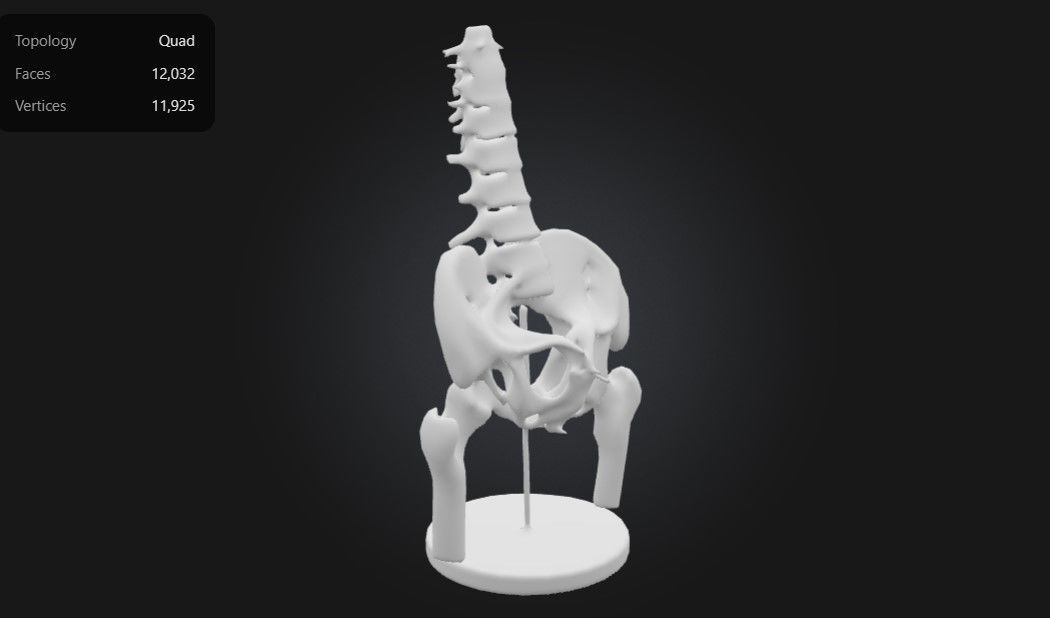 3D Model of Male Pelvis with Femur Heads and Lumbar Vertebrae 3D print model_5
