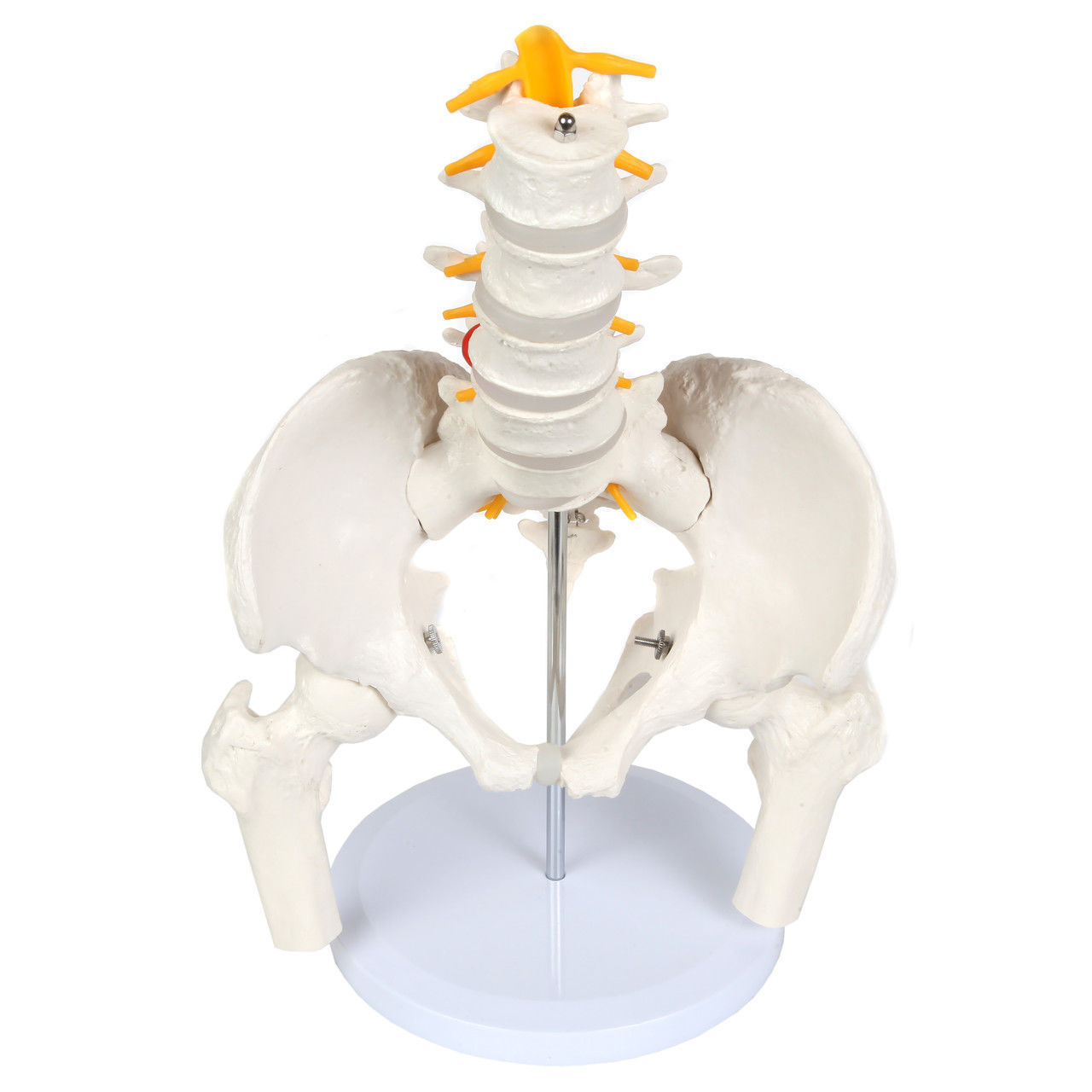 3D Model of Male Pelvis with Femur Heads and Lumbar Vertebrae 3D print model_10