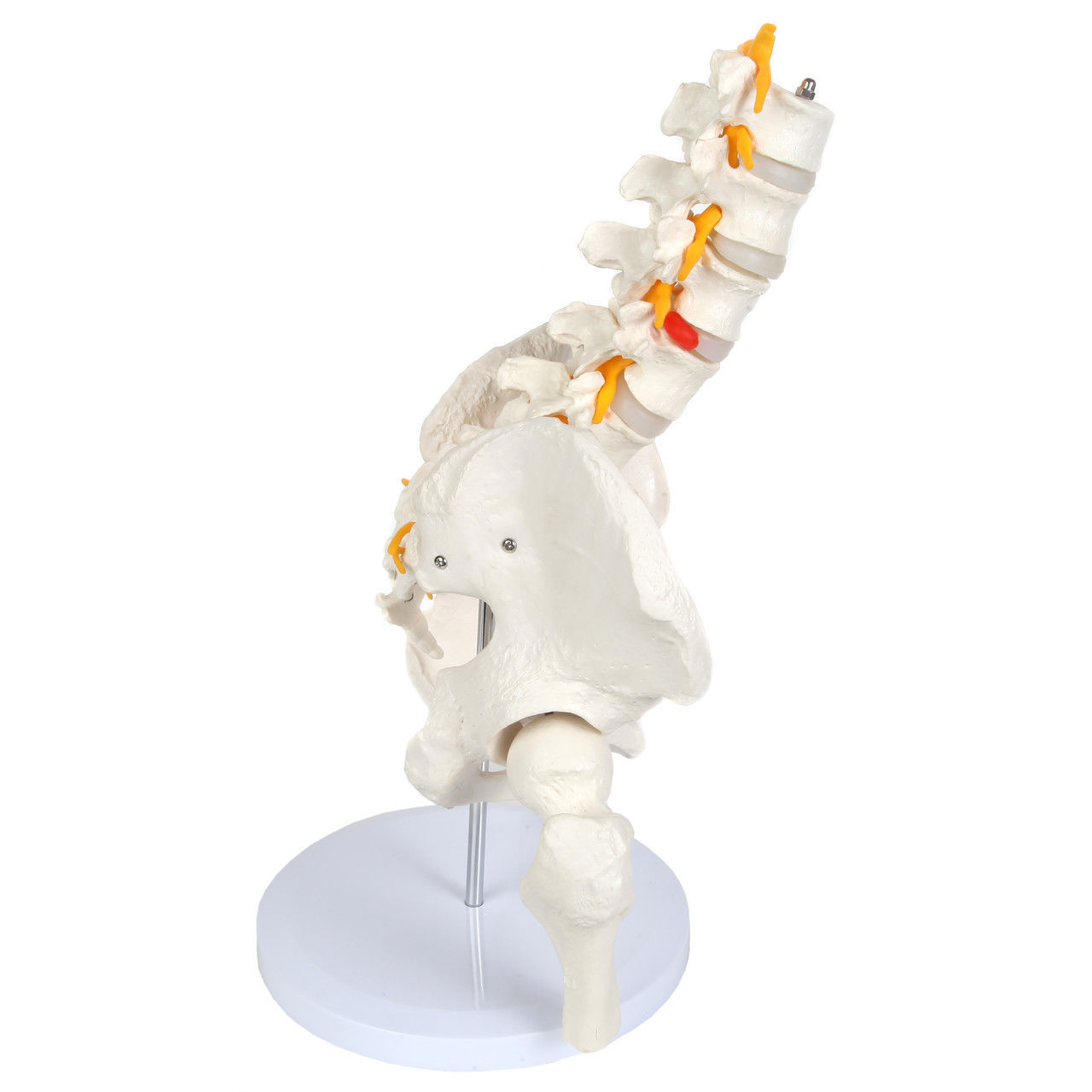 3D Model of Male Pelvis with Femur Heads and Lumbar Vertebrae 3D print model_12