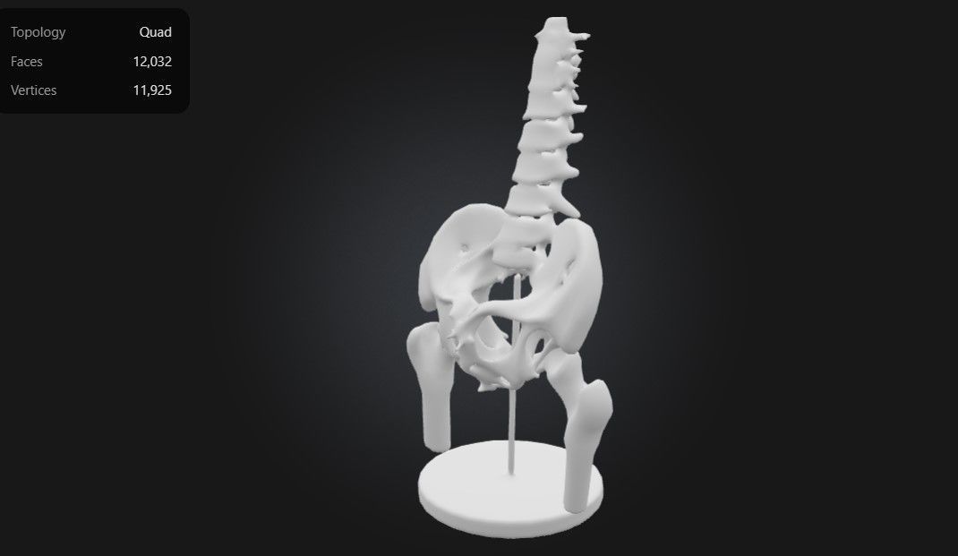 3D Model of Male Pelvis with Femur Heads and Lumbar Vertebrae 3D print model_6