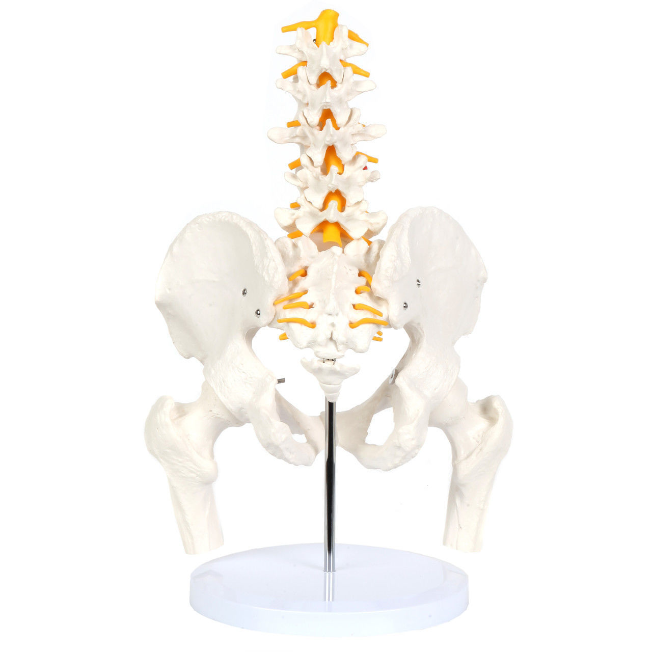 3D Model of Male Pelvis with Femur Heads and Lumbar Vertebrae 3D print model_9