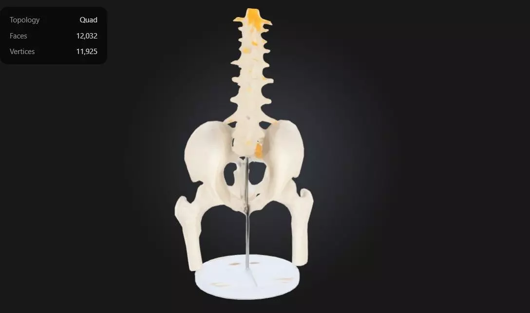 3D Model of Male Pelvis with Femur Heads and Lumbar Vertebrae 3D print model_0