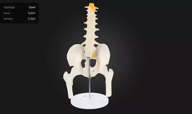 3D Model of Male Pelvis with Femur Heads and Lumbar Vertebrae 3D print model
