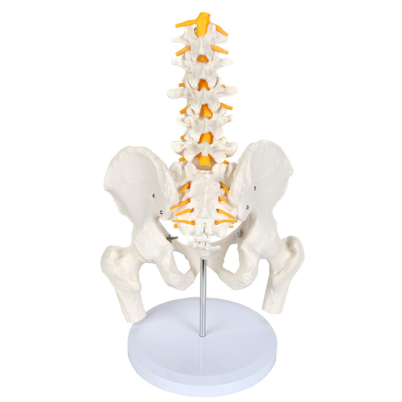 3D Model of Male Pelvis with Femur Heads and Lumbar Vertebrae 3D print model_13