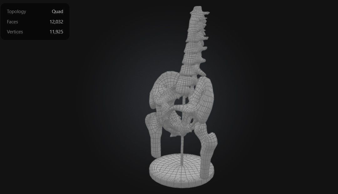 3D Model of Male Pelvis with Femur Heads and Lumbar Vertebrae 3D print model_7