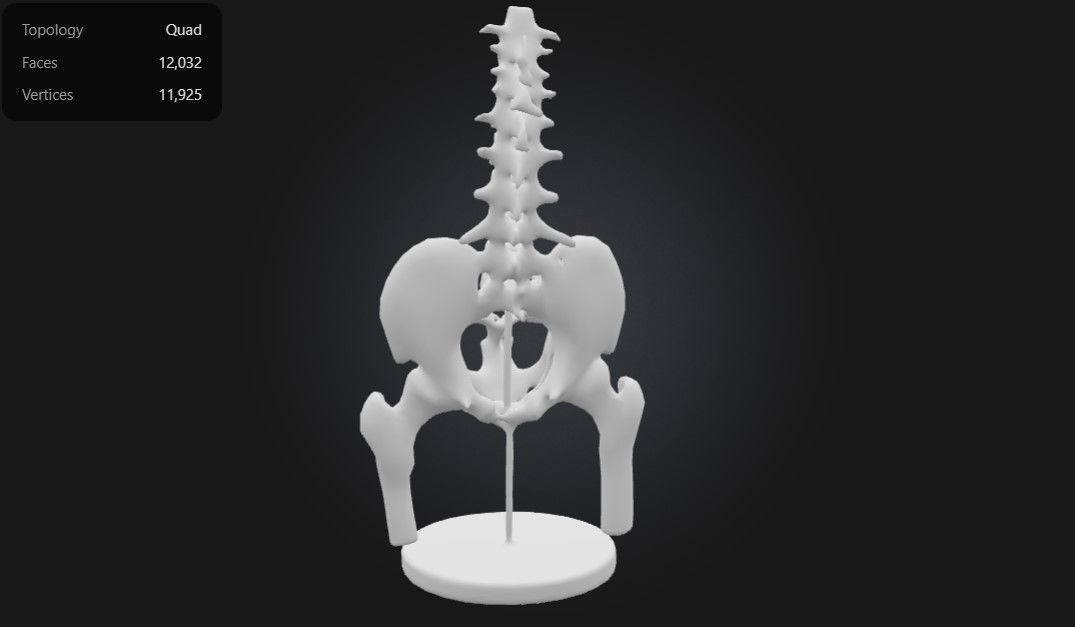 3D Model of Male Pelvis with Femur Heads and Lumbar Vertebrae 3D print model_3