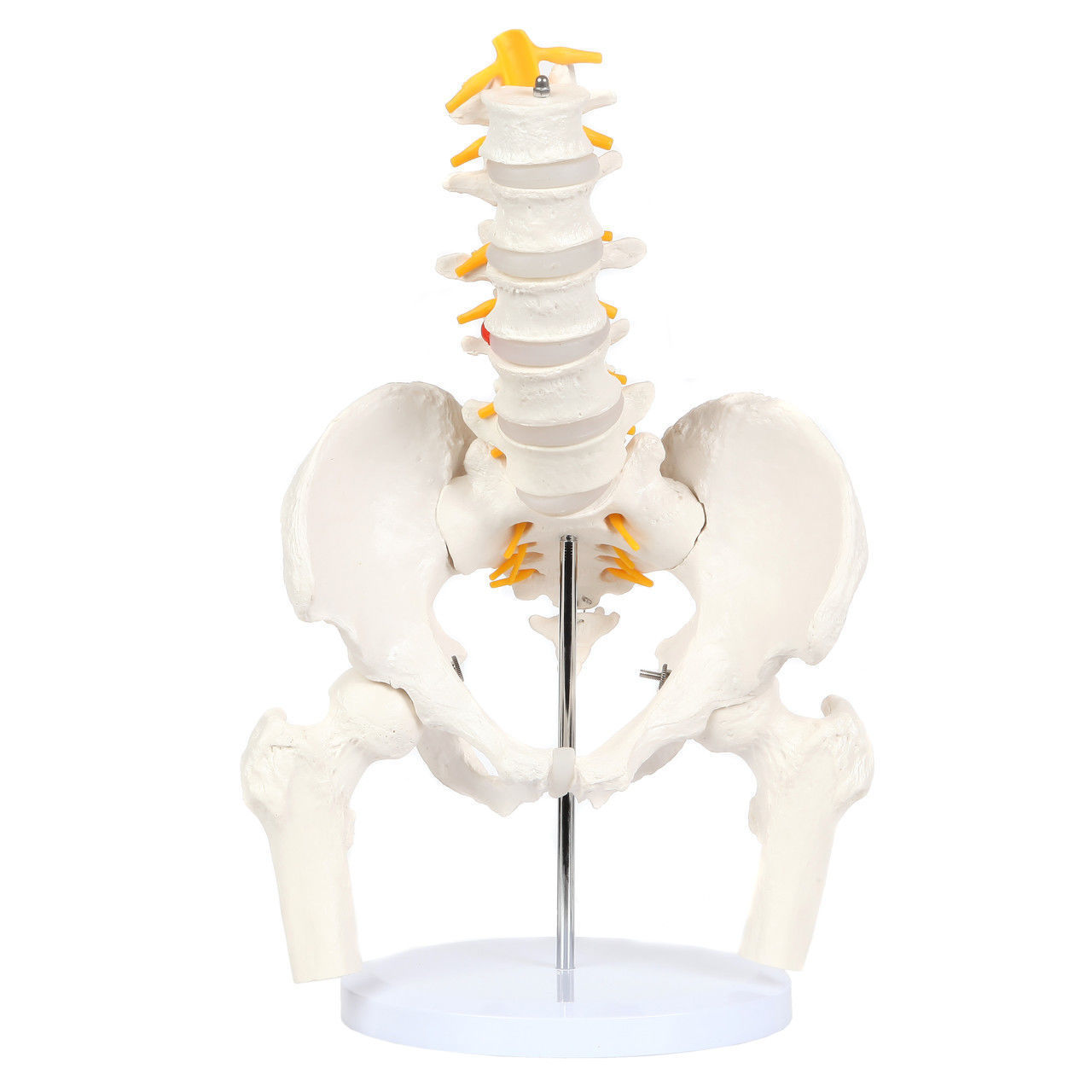 3D Model of Male Pelvis with Femur Heads and Lumbar Vertebrae 3D print model_8