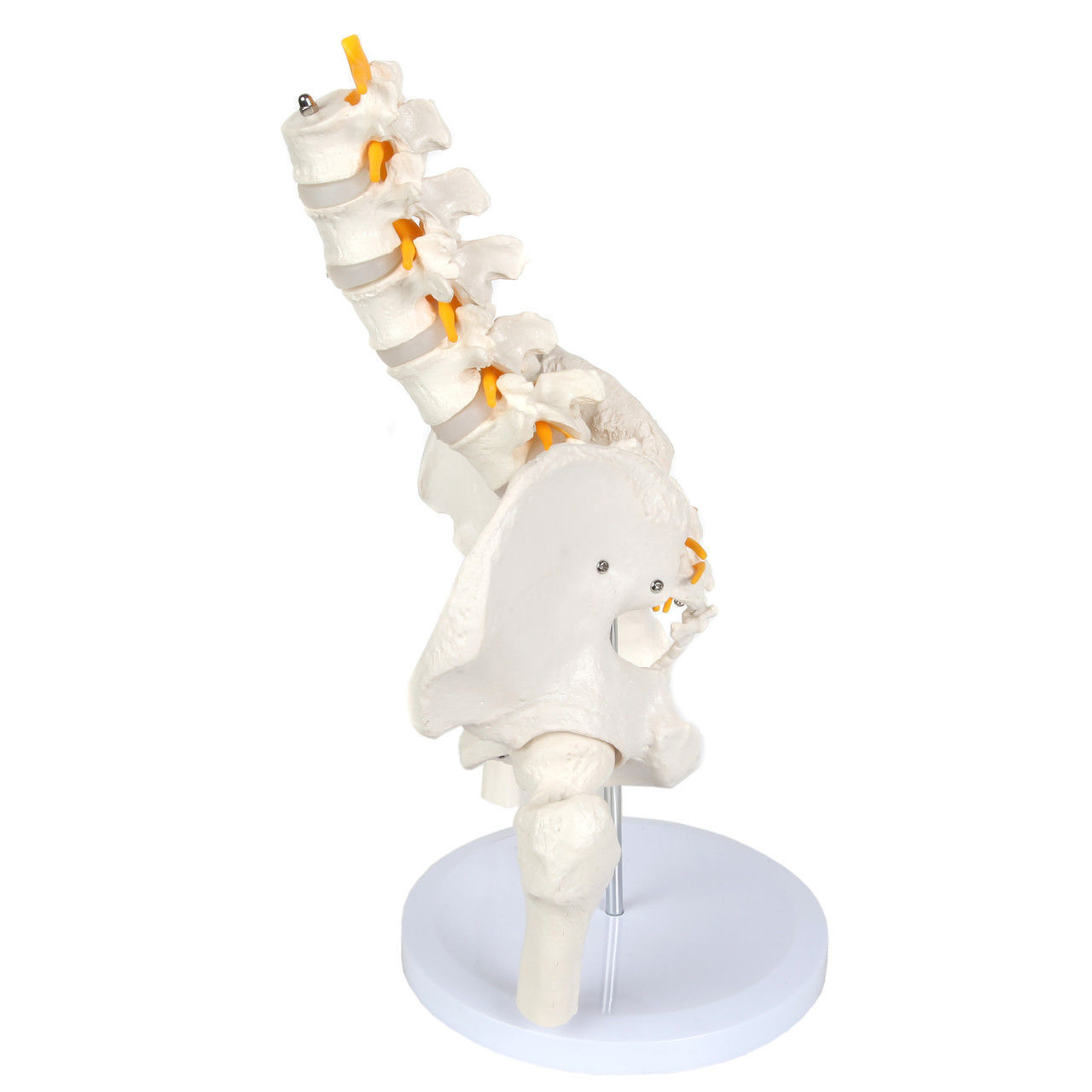 3D Model of Male Pelvis with Femur Heads and Lumbar Vertebrae 3D print model_11