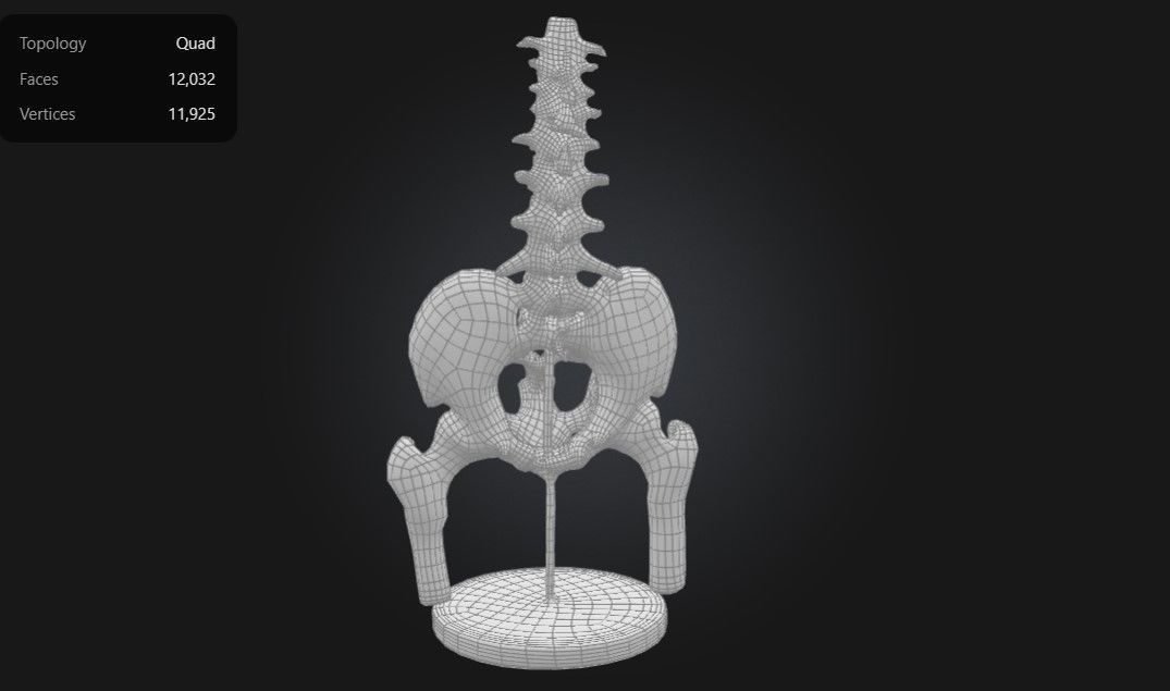 3D Model of Male Pelvis with Femur Heads and Lumbar Vertebrae 3D print model_2