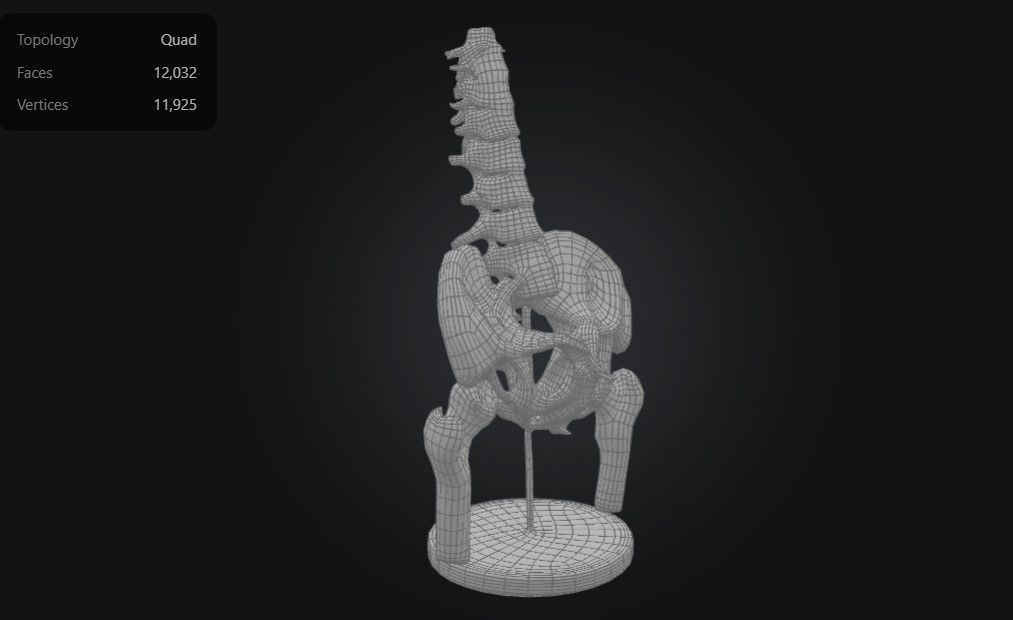 3D Model of Male Pelvis with Femur Heads and Lumbar Vertebrae 3D print model_4