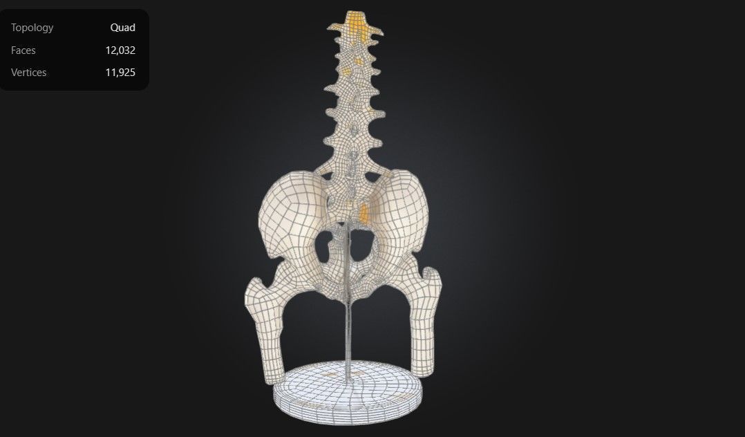 3D Model of Male Pelvis with Femur Heads and Lumbar Vertebrae 3D print model_1