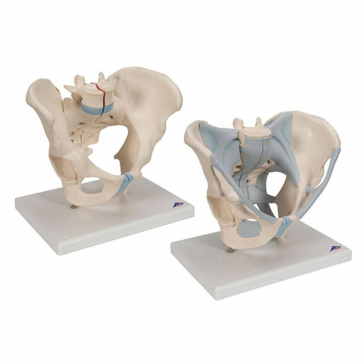 3D Model of Male and Female Pelvic Skeleton with Ligaments 3D print model_3