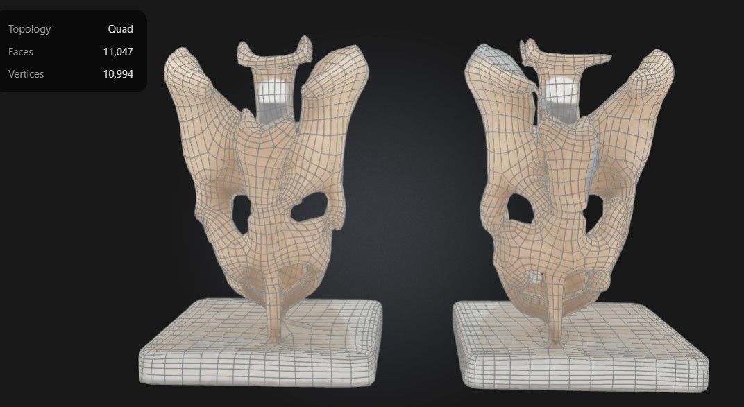 3D Model of Male and Female Pelvic Skeleton with Ligaments 3D print model_1