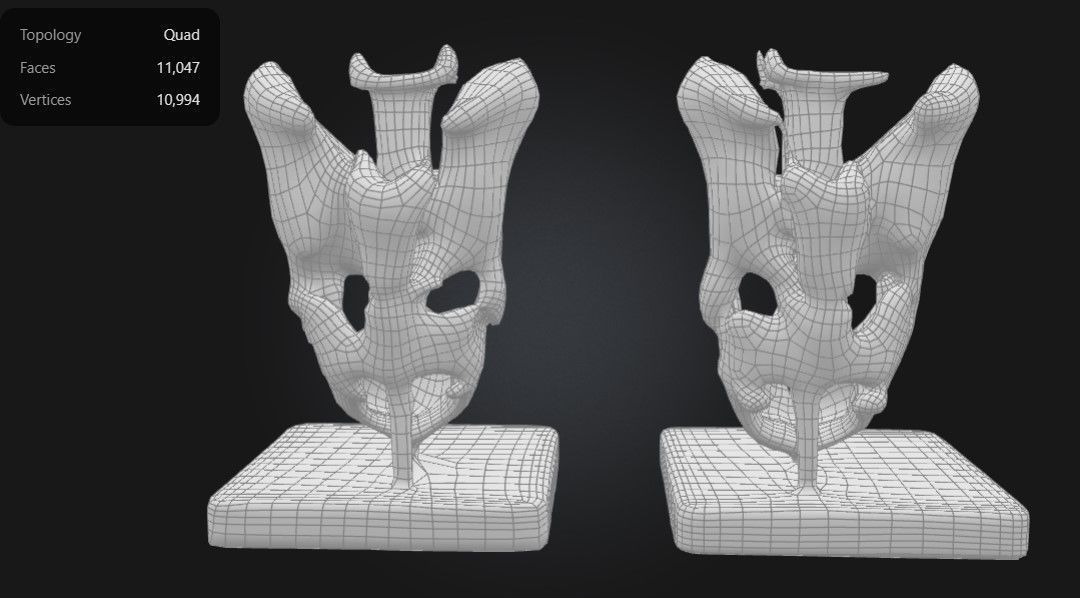 3D Model of Male and Female Pelvic Skeleton with Ligaments 3D print model_2