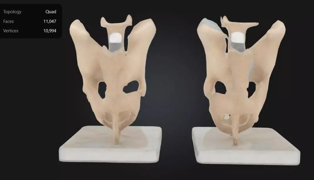 3D Model of Male and Female Pelvic Skeleton with Ligaments 3D print model_0