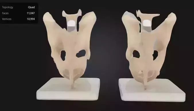 3D Model of Male and Female Pelvic Skeleton with Ligaments