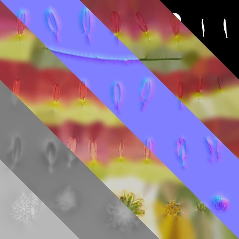 Anydrafts Bellis perennis Flower 09 Texture_8