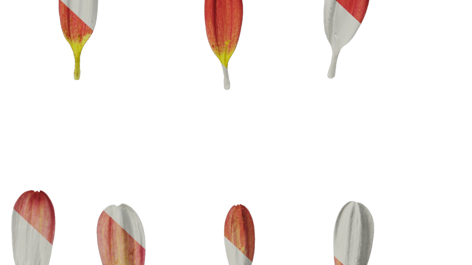 Anydrafts Bellis perennis Flower 09 Texture_7