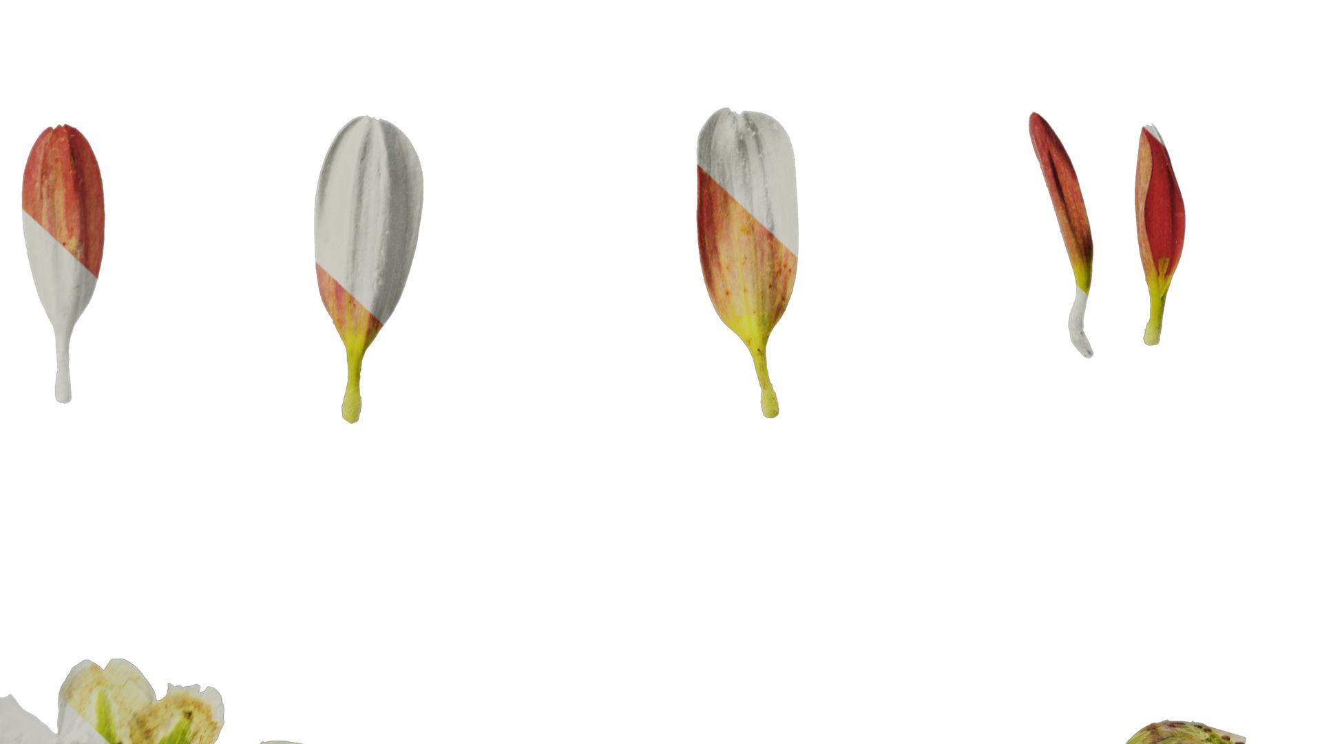 Anydrafts Bellis perennis Flower 09 Texture_6