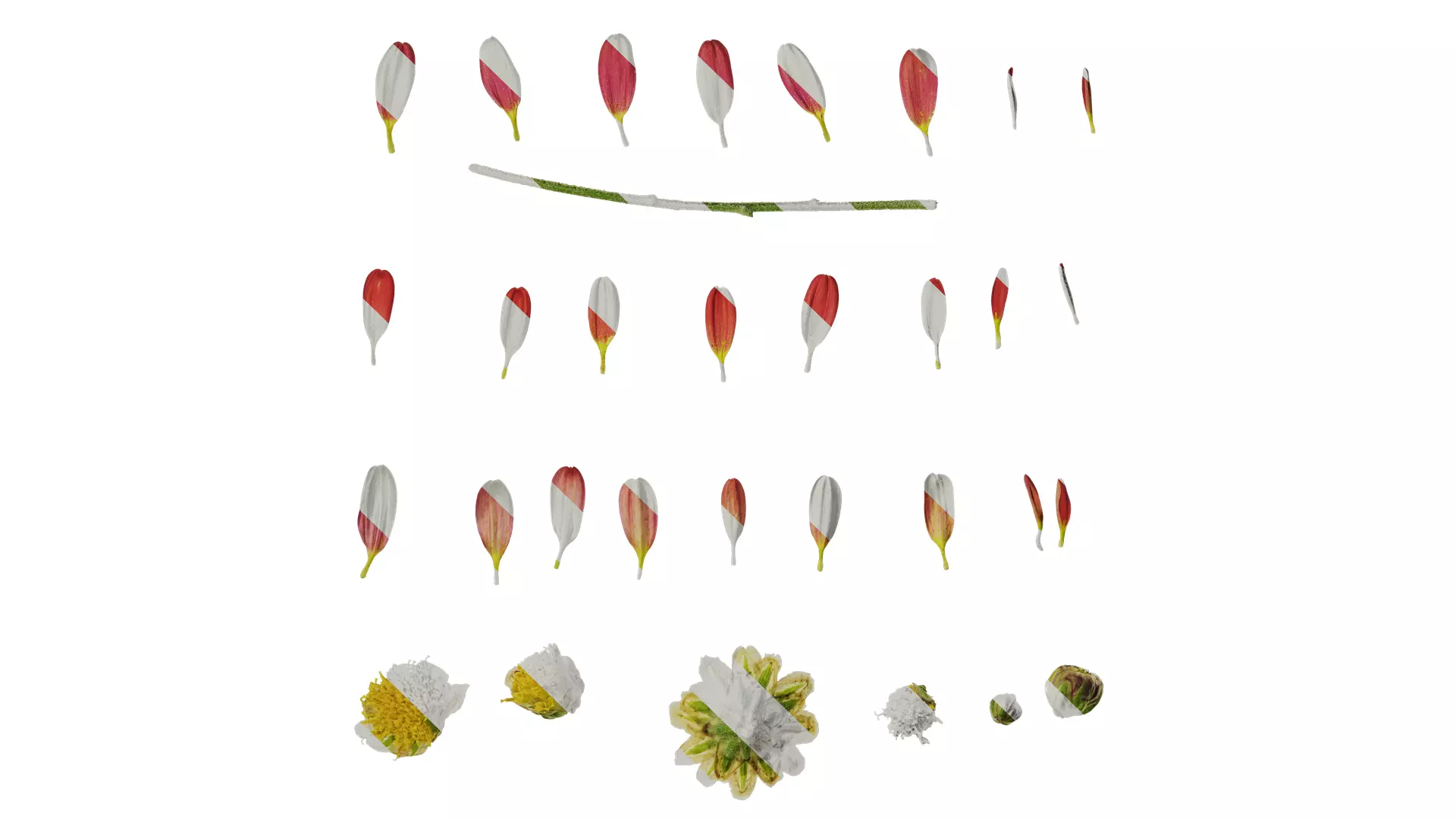 Anydrafts Bellis perennis Flower 09 Texture_0