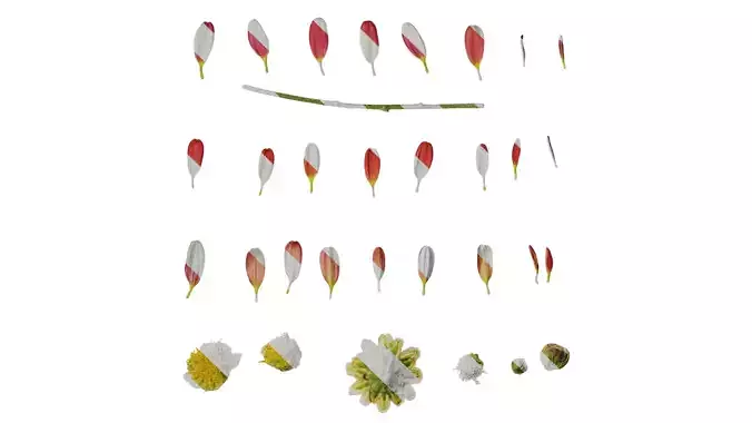 Anydrafts Bellis perennis Flower 09