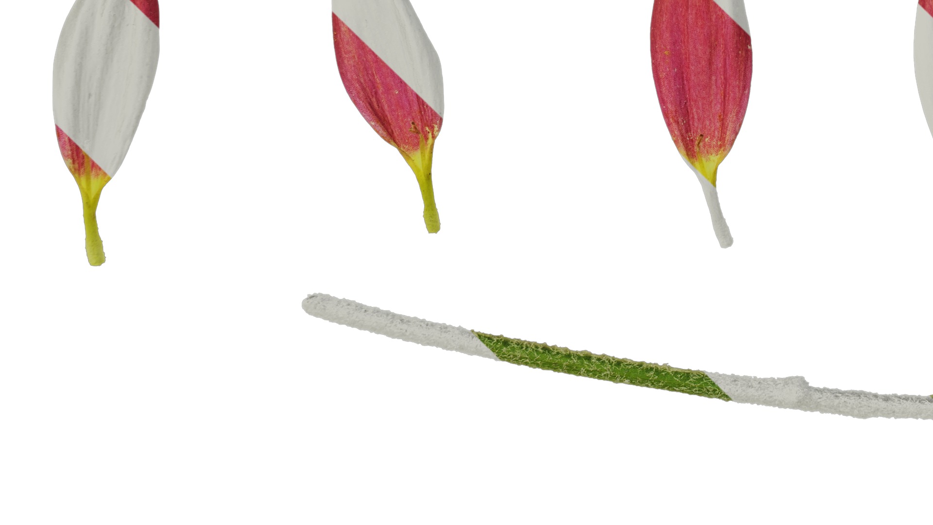 Anydrafts Bellis perennis Flower 09 Texture_1