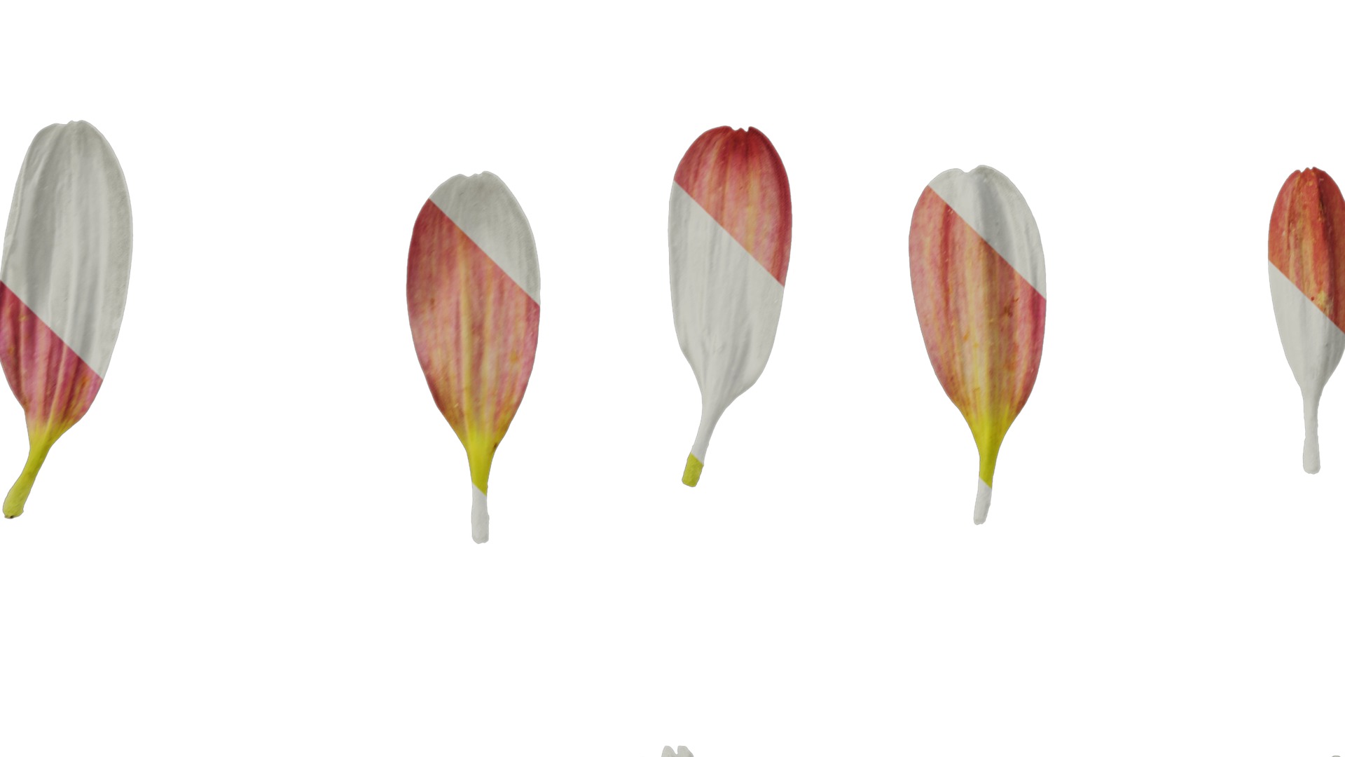 Anydrafts Bellis perennis Flower 09 Texture_5