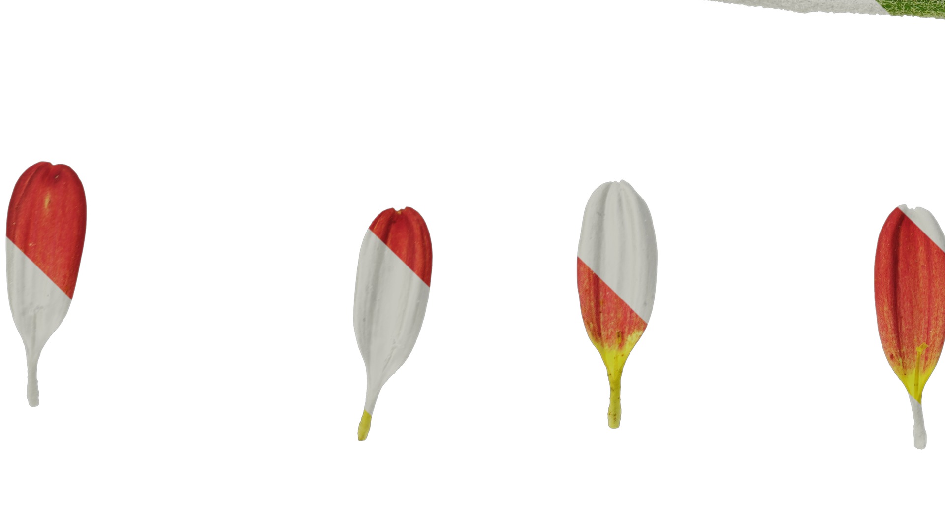 Anydrafts Bellis perennis Flower 09 Texture_3