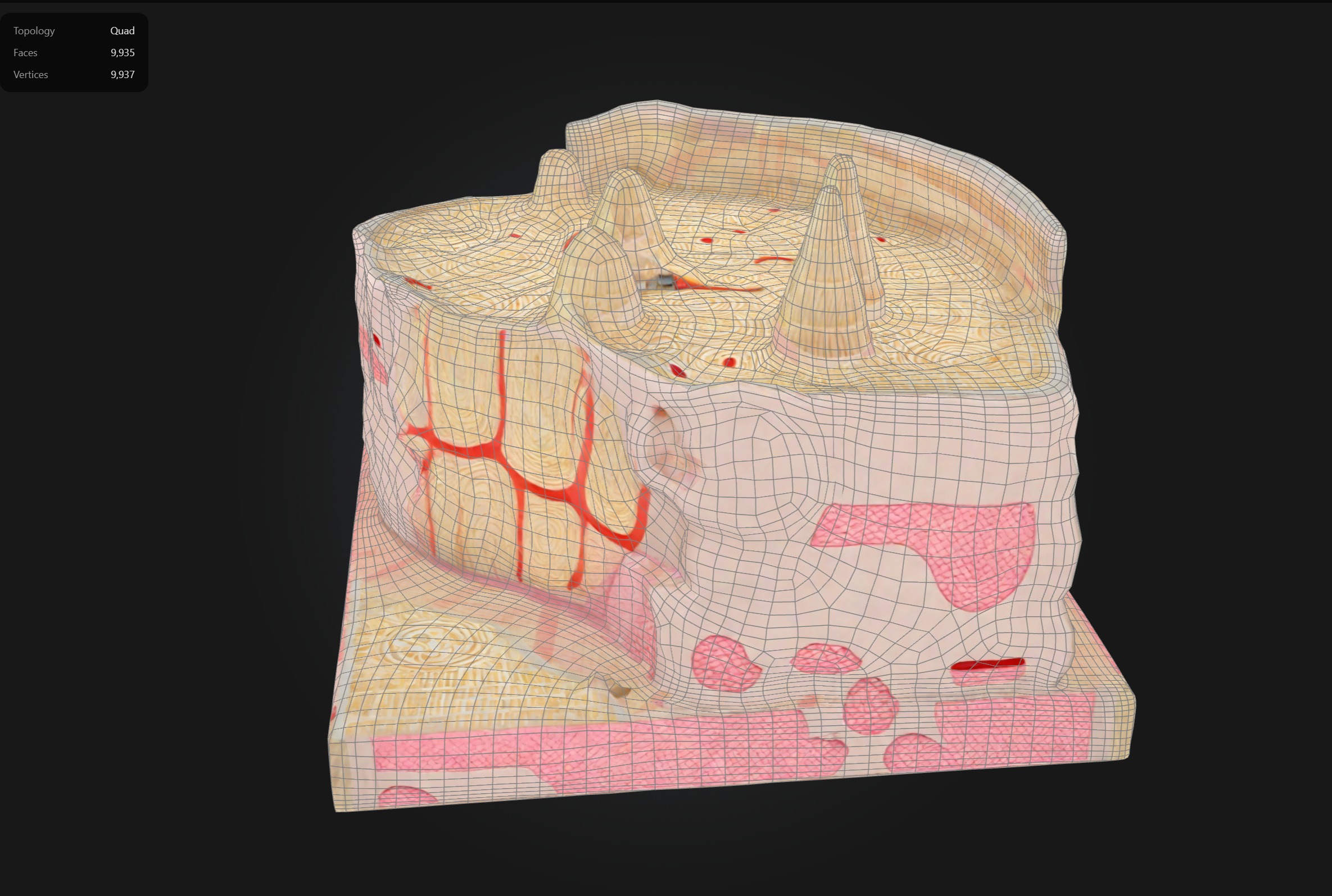 Microanatomy Bone Structure Anatomy Model 3D print model_1
