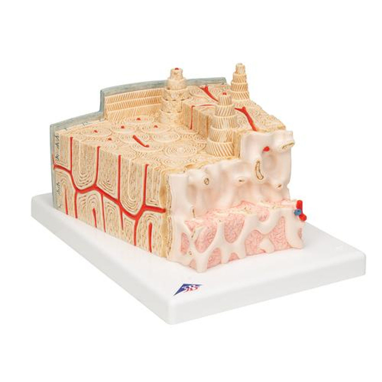 Microanatomy Bone Structure Anatomy Model 3D print model_6