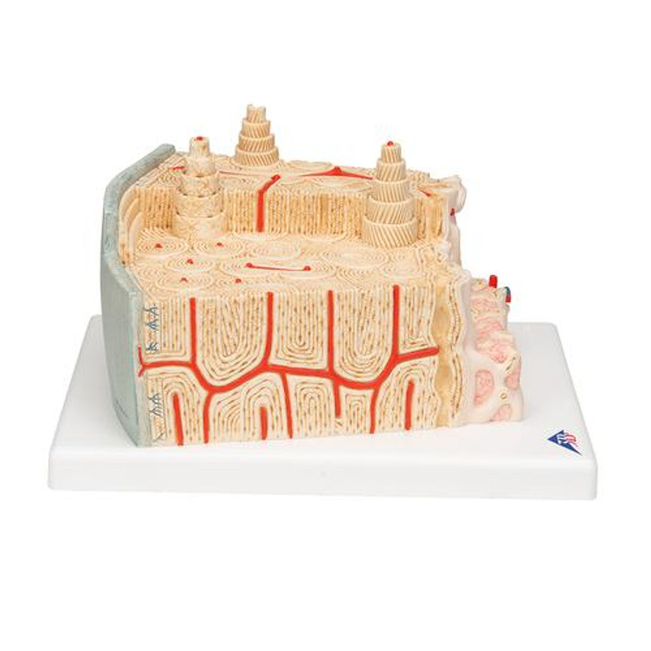 Microanatomy Bone Structure Anatomy Model 3D print model_7