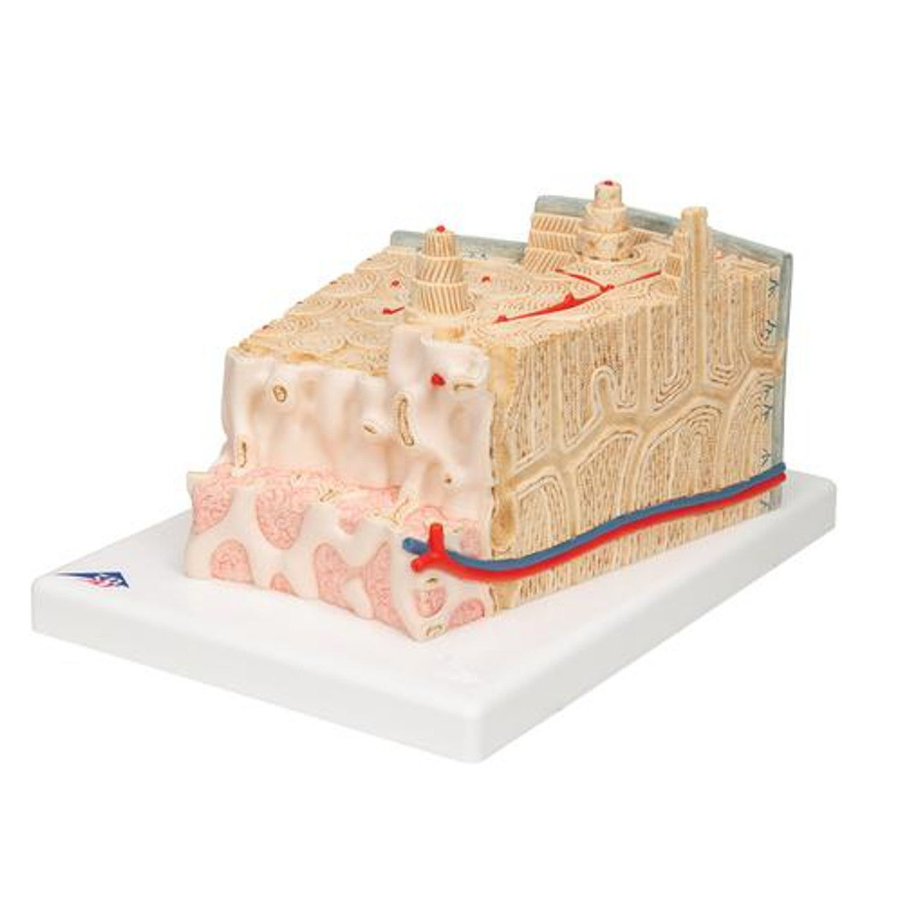 Microanatomy Bone Structure Anatomy Model 3D print model_10