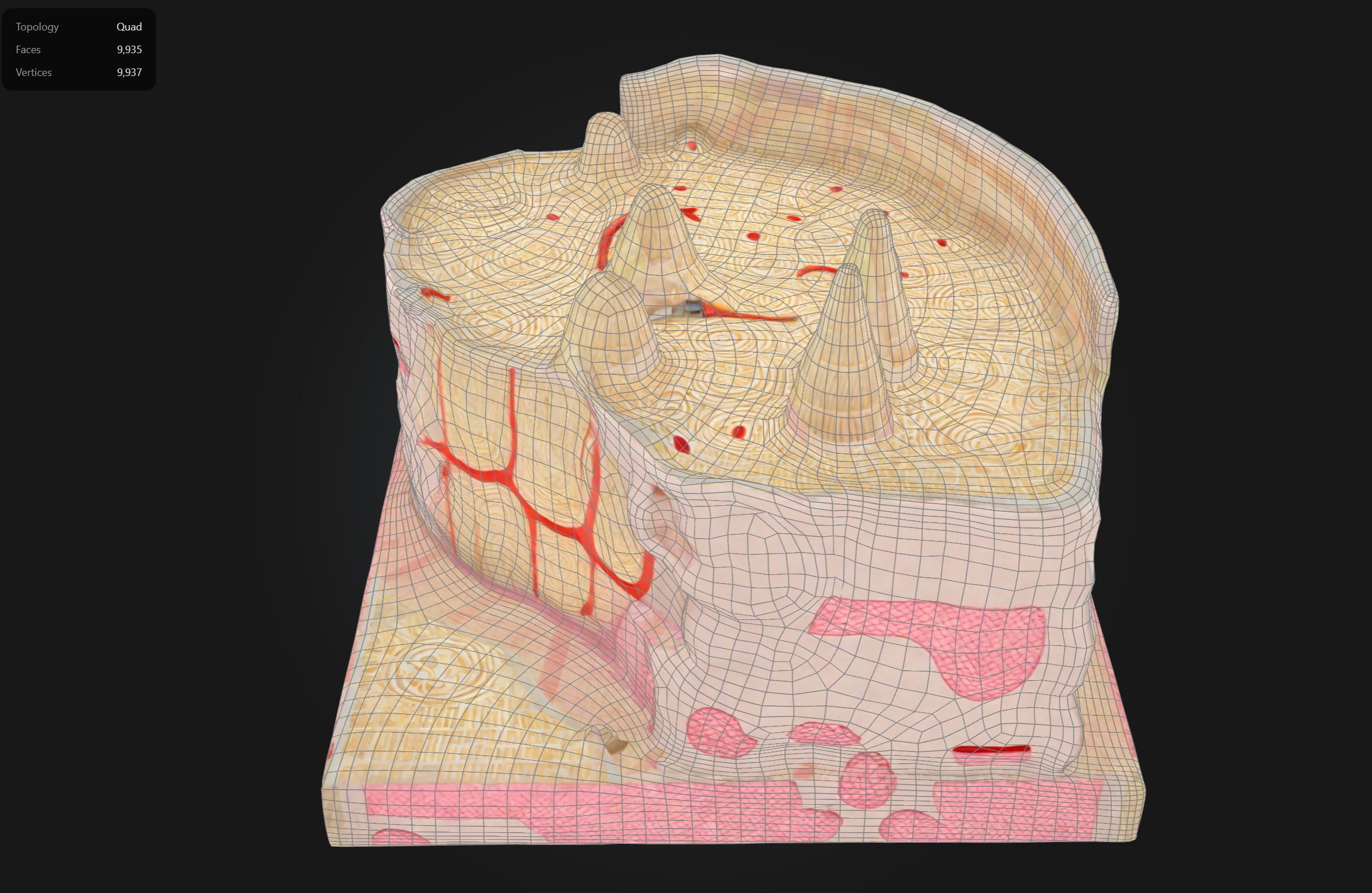 Microanatomy Bone Structure Anatomy Model 3D print model_2